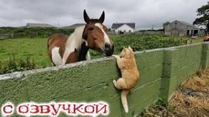 Приколы_с_котами__С_ОЗВУЧКОЙ__САМЫЕ_смешные_животные__СМЕШНЫЕ_КОТЫ__До_слёз