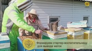 Формируем стартер-воспитательницу для вывода маток. Матководство