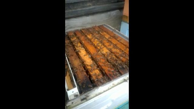 улей с минимумом осмотров, как я ставлю пустой магазин под мед , 12.05.2026