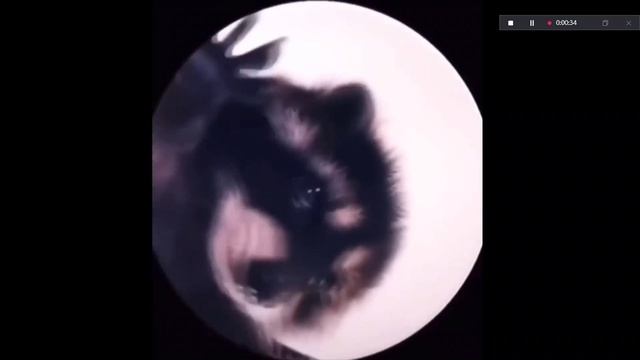 !!!педро педро педро, одно только педро!!!