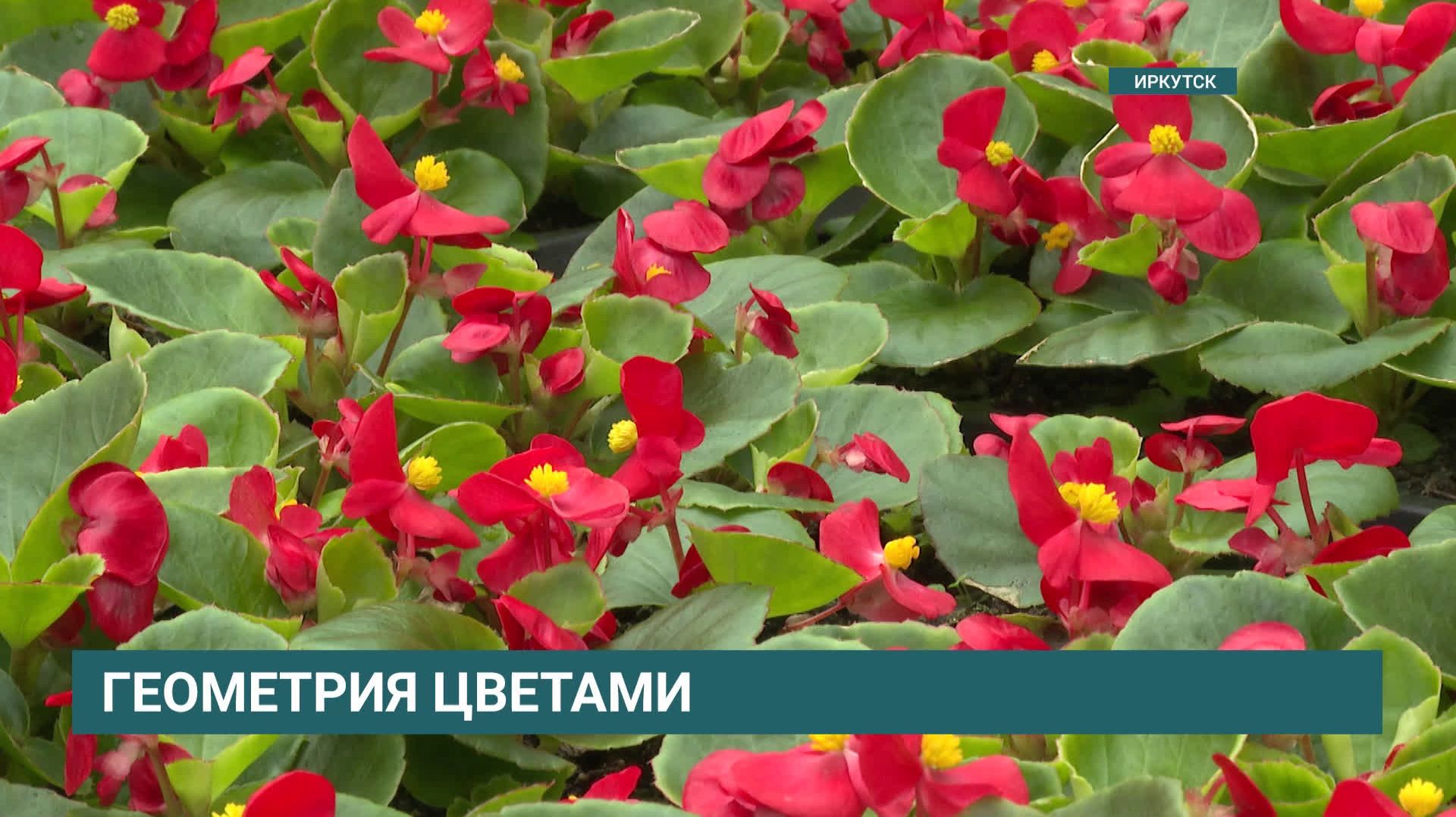 450 тысяч цветов высадят этим летом в Иркутске