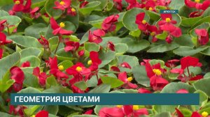 450 тысяч цветов высадят этим летом в Иркутске