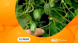 Утро России. Калуга (12.05.2026)