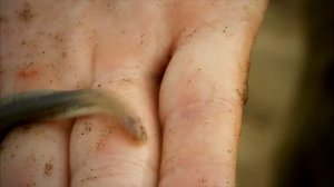 10 Ужасных Существ Реки Амазонка