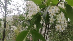 11 мая СЕНСАЦИЯ Магический репортаж погоды от волшебника на 12 мая....
