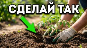 Вечерняя посадка рассады: мои садово-огородные хлопоты
