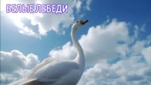 Белые лебеди (песня Дениса Дащенко)
