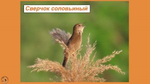 Соловьиный сверчок поёт. Это птица такая