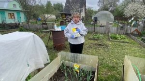 Две основные подкормки в мае для чеснока и простые советы для начинающих