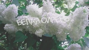 БЕЛАЯ СИРЕНЬ - Жанна Вишнякова Арс