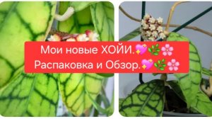 Мои новые ХОЙИ.🌸💖 Распаковка и ОБЗОР.🌸💖