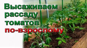Высаживаем рассаду томатов по взрослому
