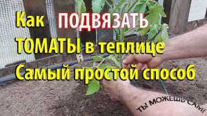 Как подвязать ТОМАТЫ в теплице. Самый простой и НАДЕЖНЫЙ способ