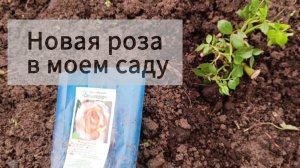 Купила розу в Светофоре за 218 р