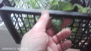 Обзор: «Подготовил рассаду томатов сорта Оля к переноске в огород»