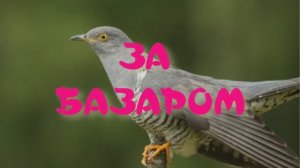 #ЗА БАЗАРОМ #анекдот