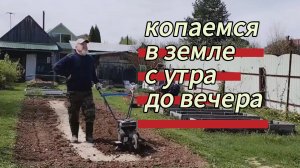 Копаемся в земле с утра до вечера. Омоложение эхинацеи. 10.05.2026