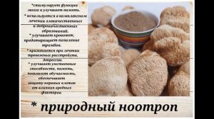 Нейропротекторные свойства ежовика гребенчатого