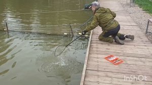 Ловим 🐟🐟🐟до запуска