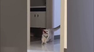 смешные коты с озвучкой