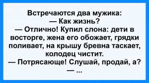 Мужик купил слона... Подборка Пикантных, Остреньких, Жизненных Анекдотов! Юмор! Смех! Позитив!