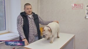 Что делать, если клещ укусил домашнее животное