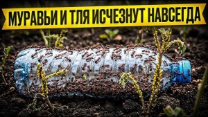 Одна БУТЫЛКА и…..нет муравьев и тли на огороде!!