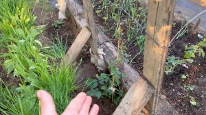 В лемано про что купил покажу и все про жизнь  в саду