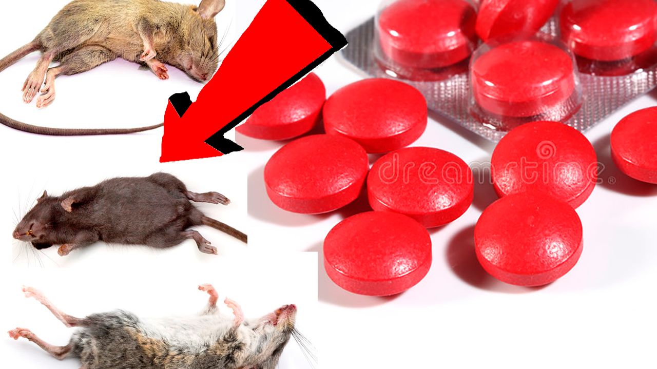 Как избавиться от мышей и крыс навсегда За 1 минуту!САМЫЕ ЛУЧШИЕ СПОСОБЫ В МИРЕ!