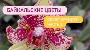 Часть 2 БАЙКАЛЬСКИЕ ЦВЕТЫ. Обзор орхидей, покупки. 10.05.26 #обзорорхидей #байкальскиеорхидеи