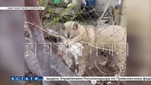 Пойманный на месте убийства домашней птицы зверь оказался добрейшим существом