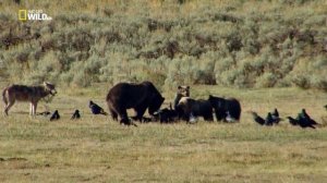 Национальные парки Америки. Йеллоустоун _ America's National Parks. Yellowstone