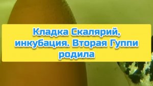 Кладка Скалярий, инкубация. Вторая Гуппи родила