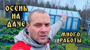 Цветы на даче. Обзор огорода в августе.