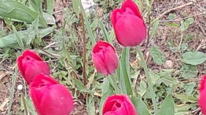 Май: огород,цветы☘️🌷🌺.С днем одуванчиков.💥💥💥