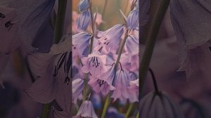 Тихий Дон гл 18 М.Шолохов