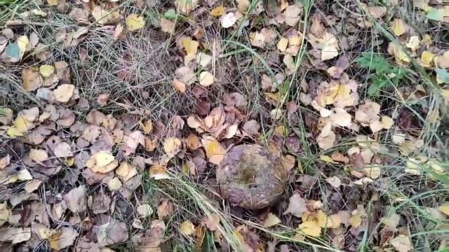 В лес за грибами, сентябрь 2021 года.