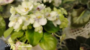 #фиалки цветут