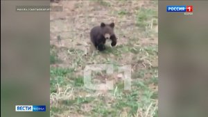 В одном из сёл в Коми к людям два дня подряд выходил медвежонок