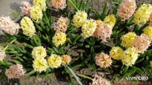 🌿🌿🌿Природа лечит боль украдкой... Легко касается души...🌿🌿🌿 / Читайте описание под видео/