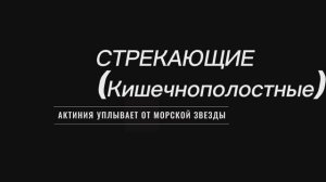 Актиния Уплывает От Морской Звезды