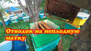КАК ПОДСАДИТЬ НЕПЛОДНУЮ МАТКУ К ПЧЁЛАМ.