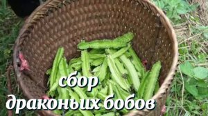 Выравниваем забор, собираем драконьи бобы на продажу и покупка зимних одеял.