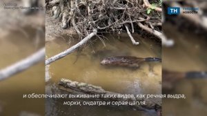 Молодого бобра обнаружили на границе Калужской и Тульской областей