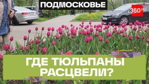 5 тыс. тюльпанов расцвели в Пущине