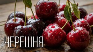 Черешня: Почему Её Называют «Птичья Вишня» и Чем Она Полезна?