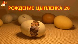 Вылупление цыпленка из яйца в инкубаторе версия 28