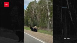 Звери выходят