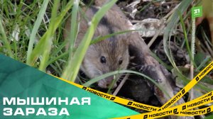 Мышиная зараза. Стоит ли челябинцам бояться хантавируса?