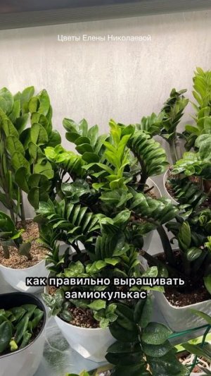 КАК ПРАВИЛЬНО ВЫРАЩИВАТЬ ЗАМИОКУЛЬКАС?